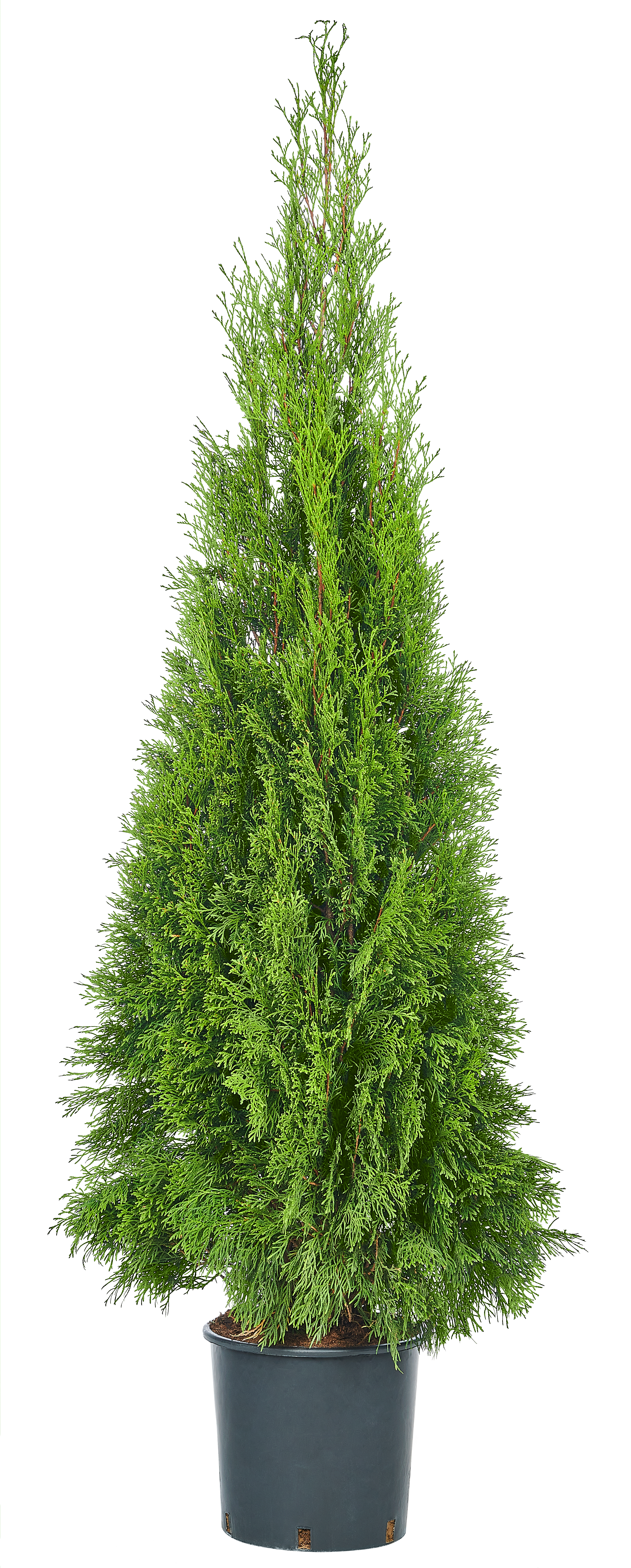 Żywotnik Smaragd 120-150 cm