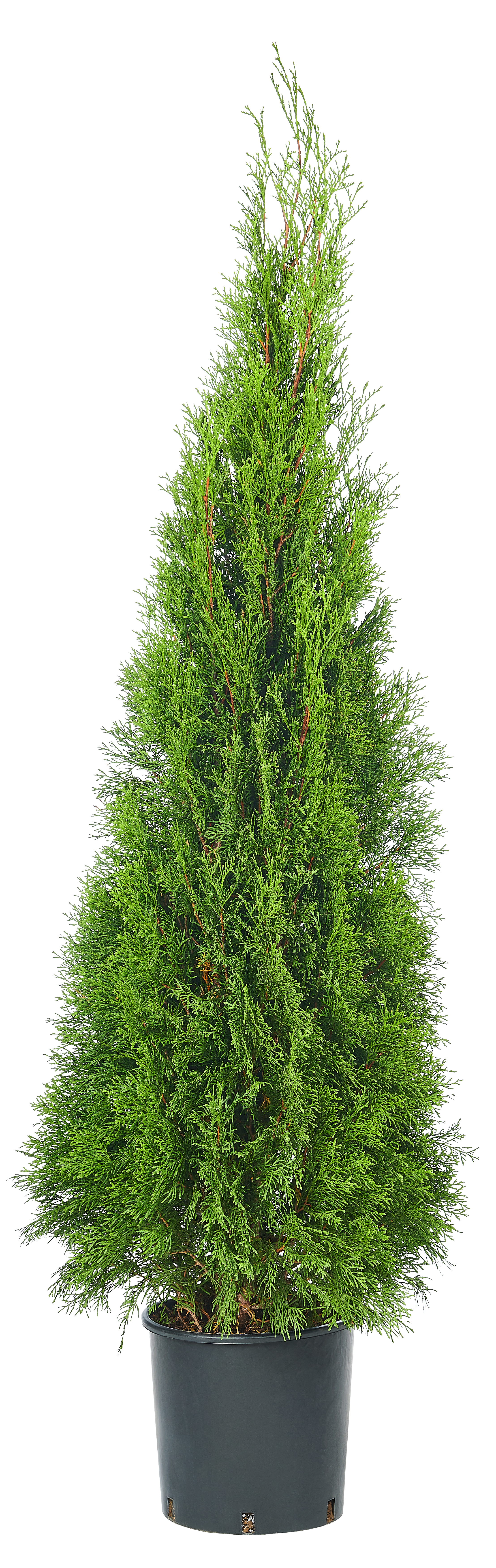 Żywotnik Smaragd 100-120 cm