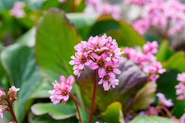 bergenia sercowata