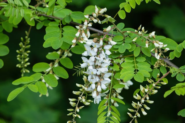 robinia akacjowa