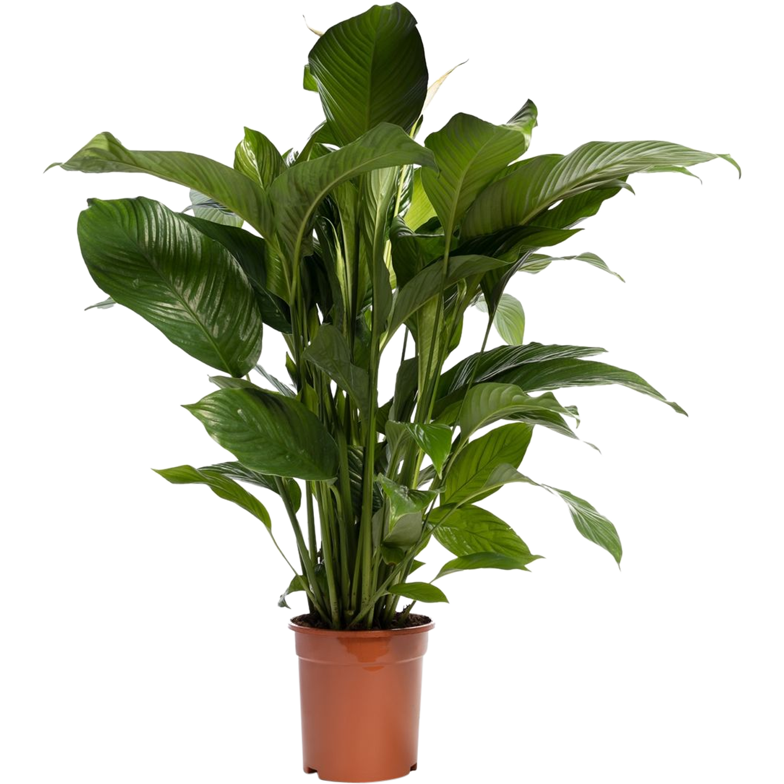 Spatiphyllum 110 cm