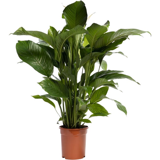 Spatiphyllum 110 cm 89701228