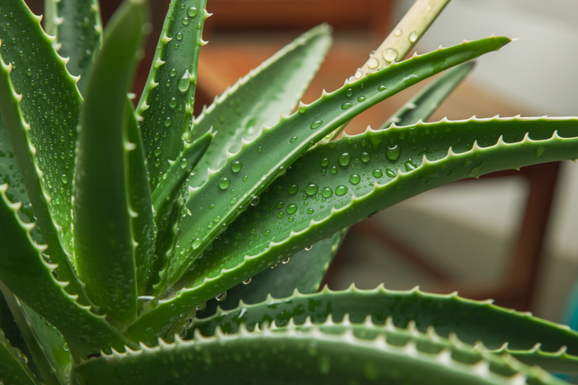 Aloes