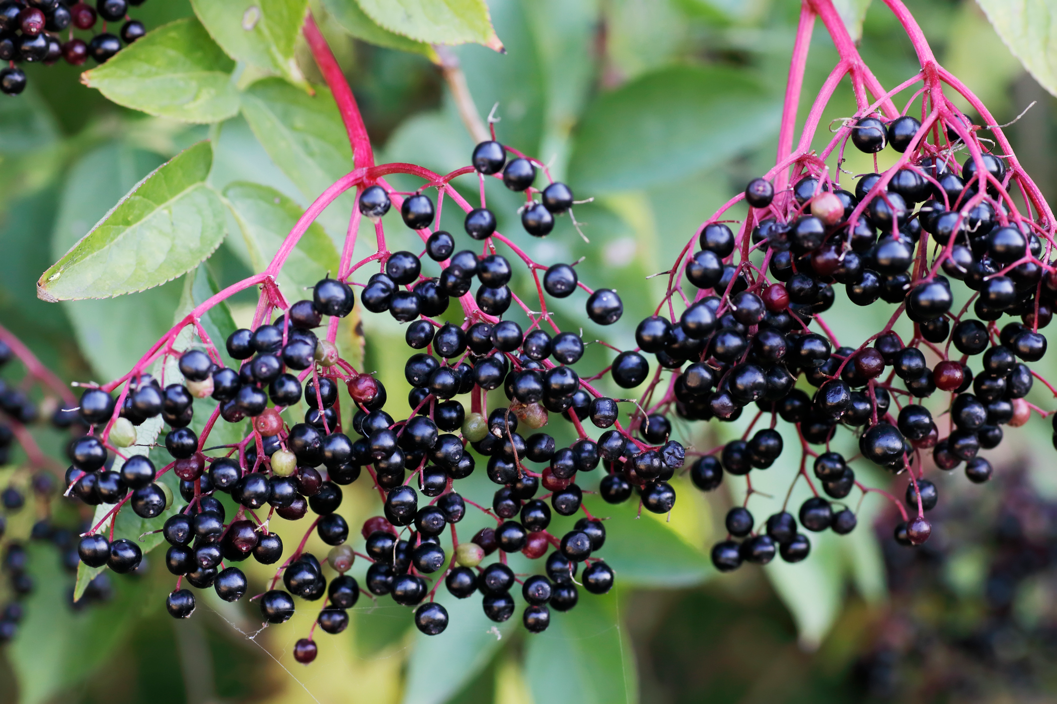 czarny bez