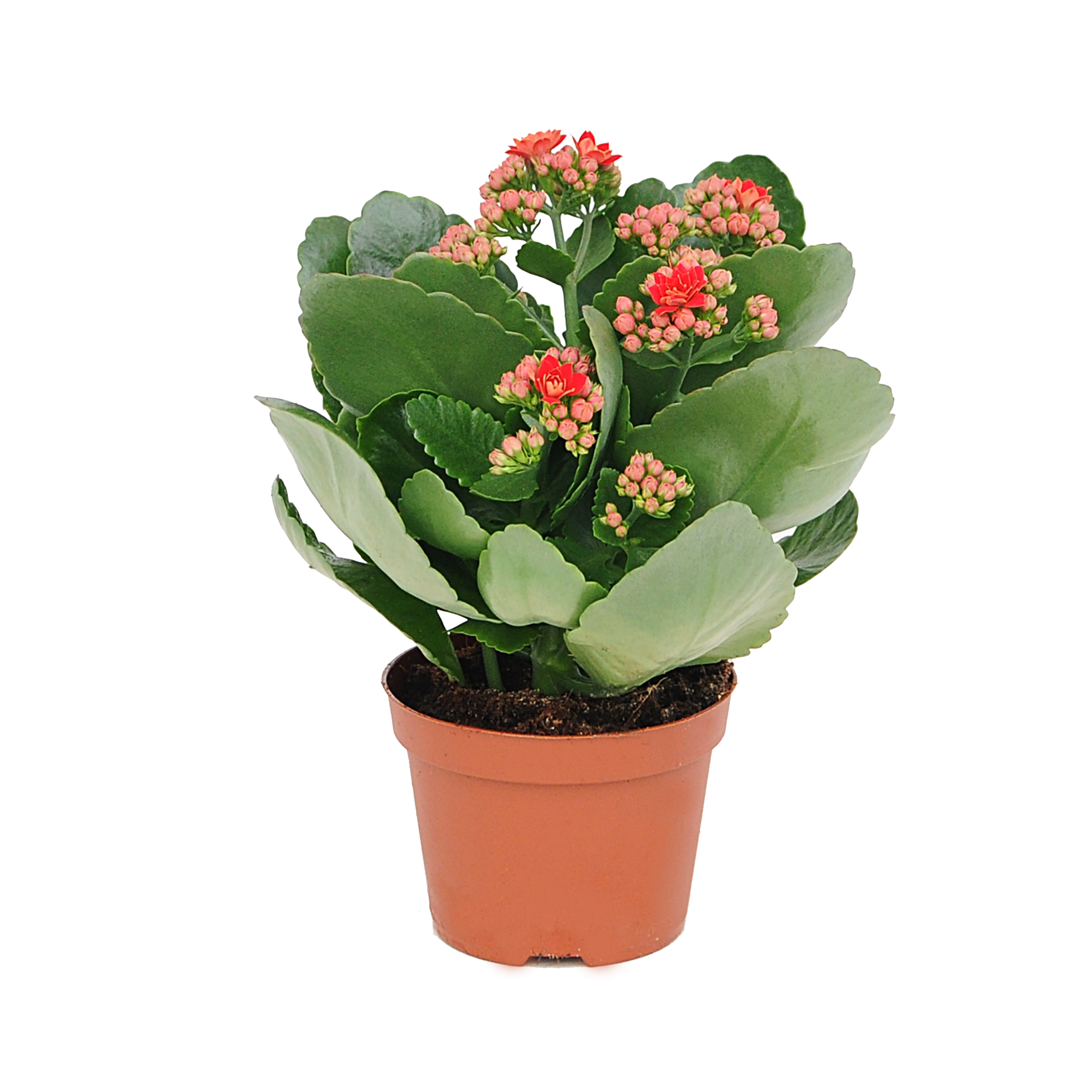 Żyworódka Kalanchoe biała czerwona 24 cm