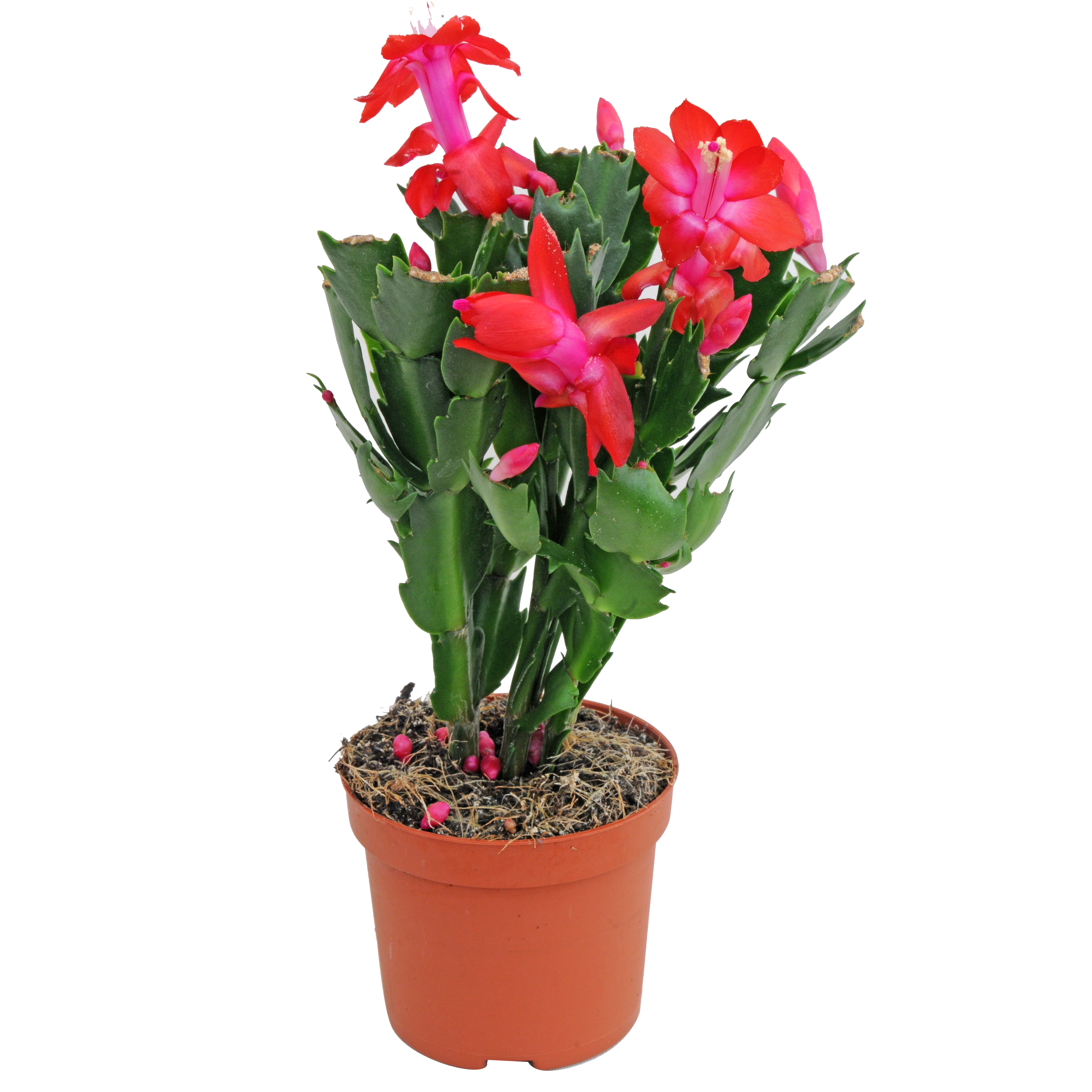 Szlumbergera mix 20 cm