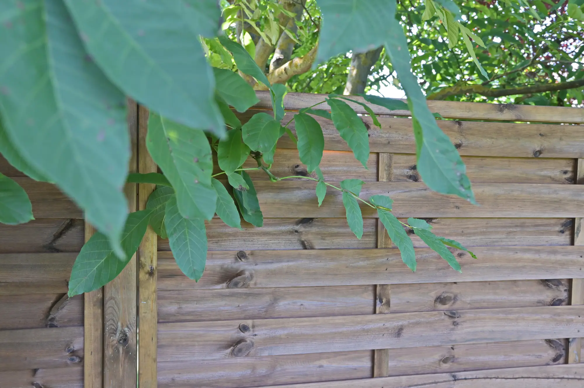 Płot szczelny Nive 180x180 cm drewniany Naterial - 3