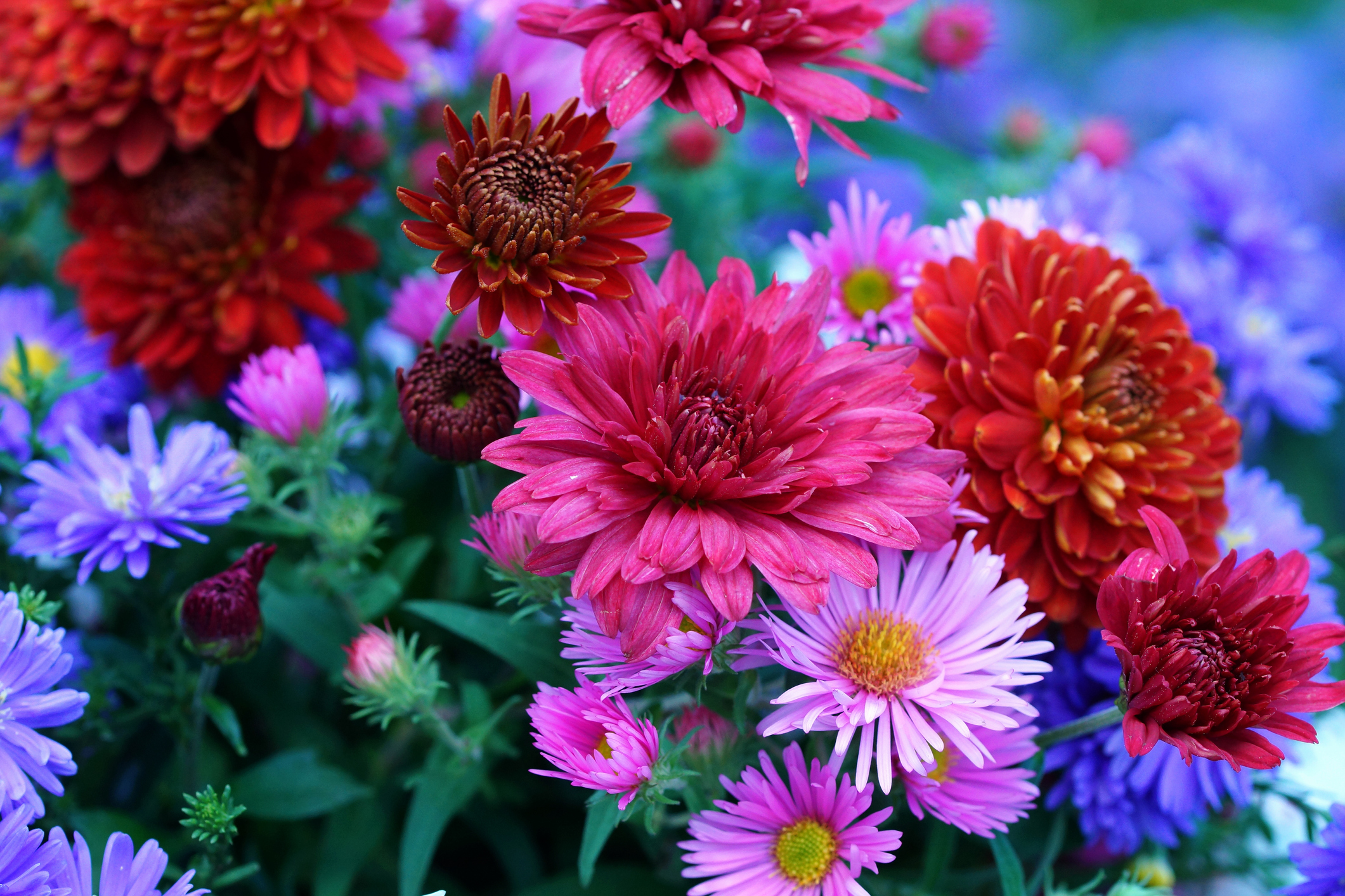 astry i chryzantemy
