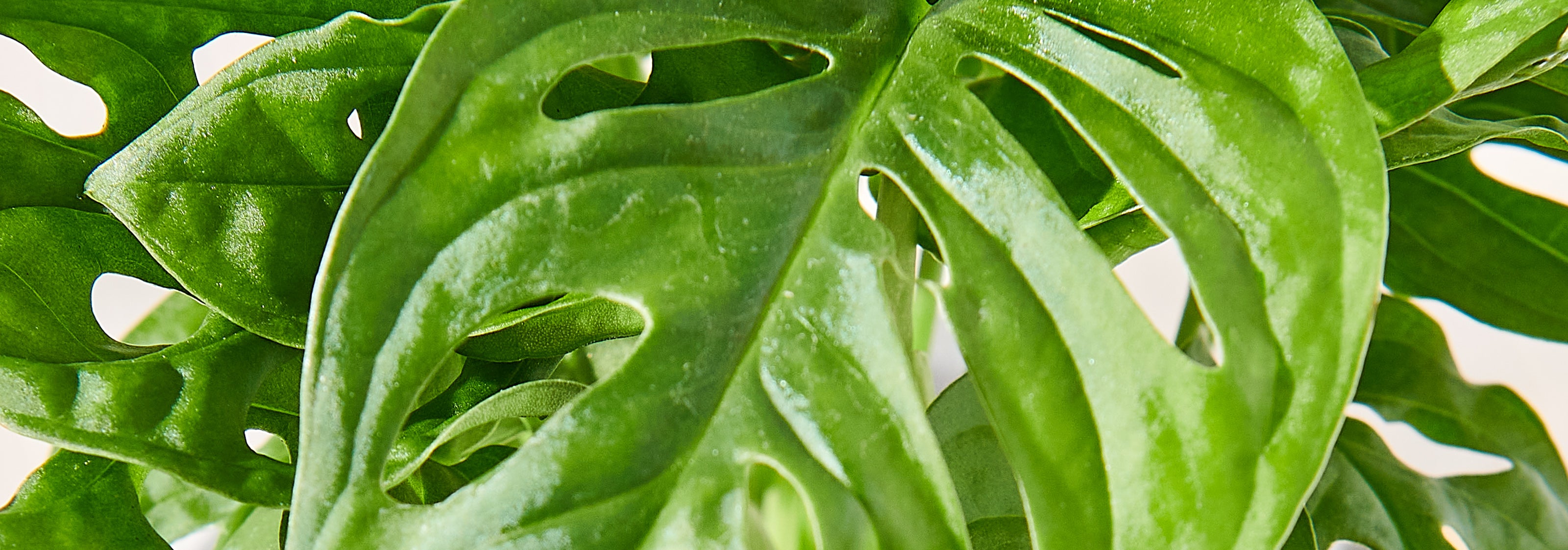 monstera stekjes Monstera Variegata Steckling