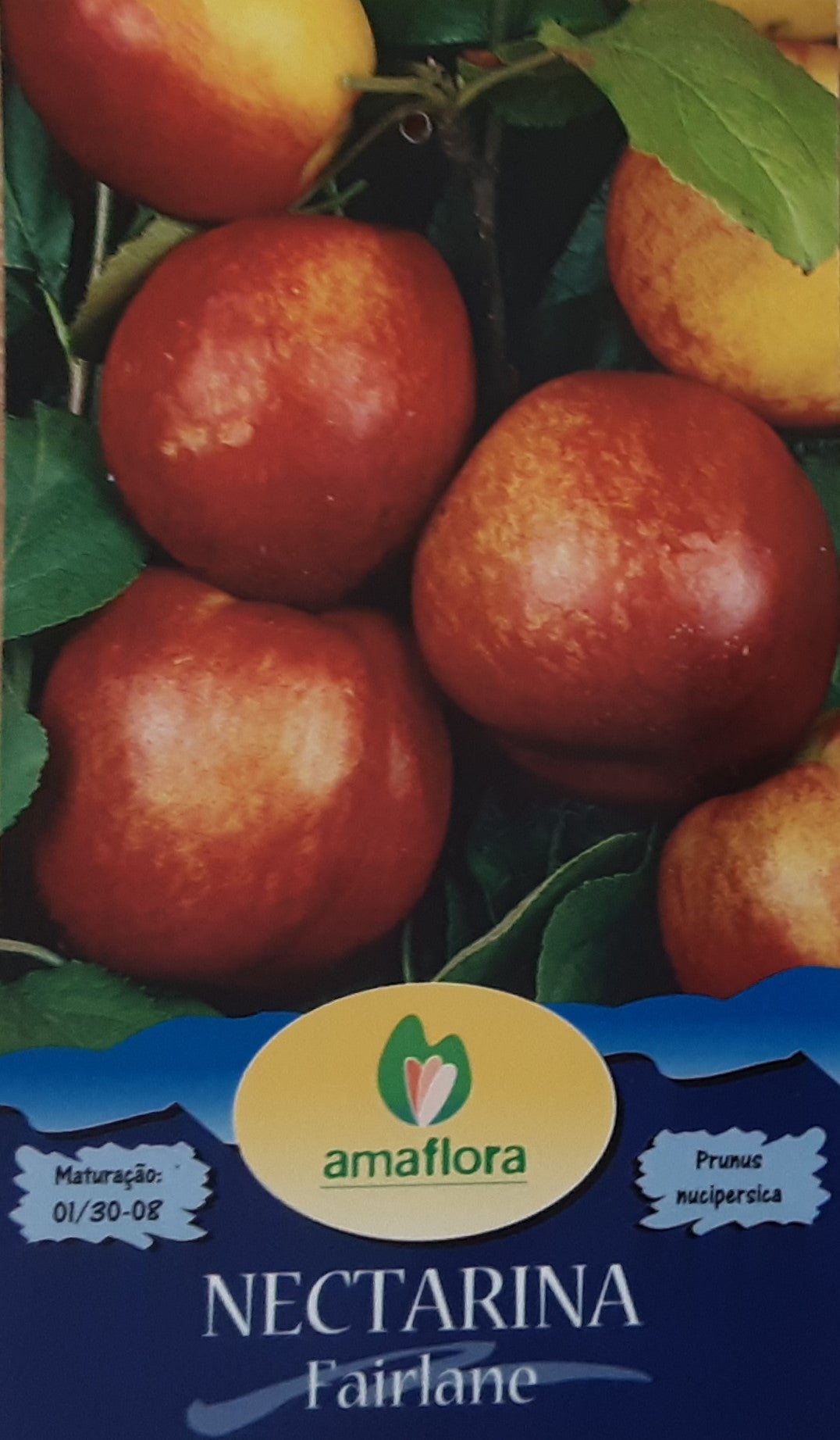 Nectarina Faireland - Árvore 4 anos Amaflora - 2