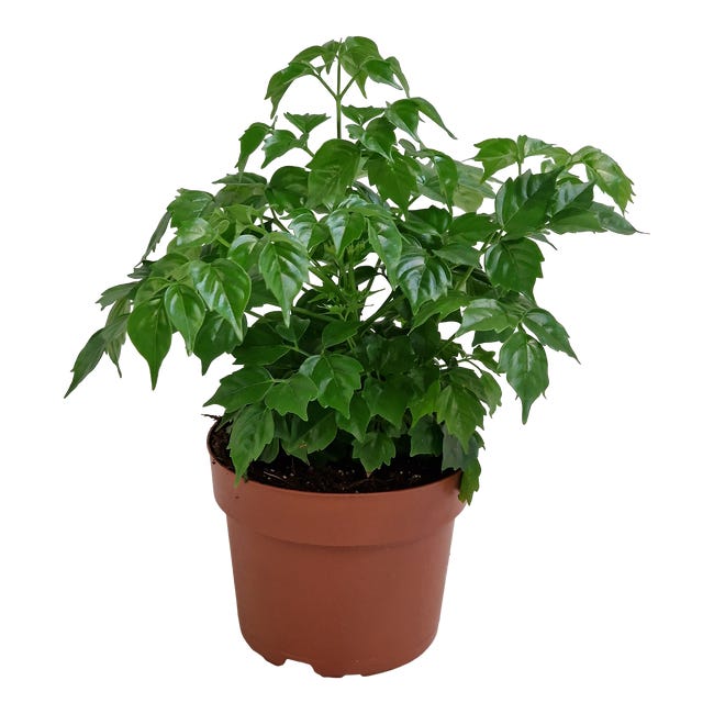 Radermachera sinica 25 cm 89946711