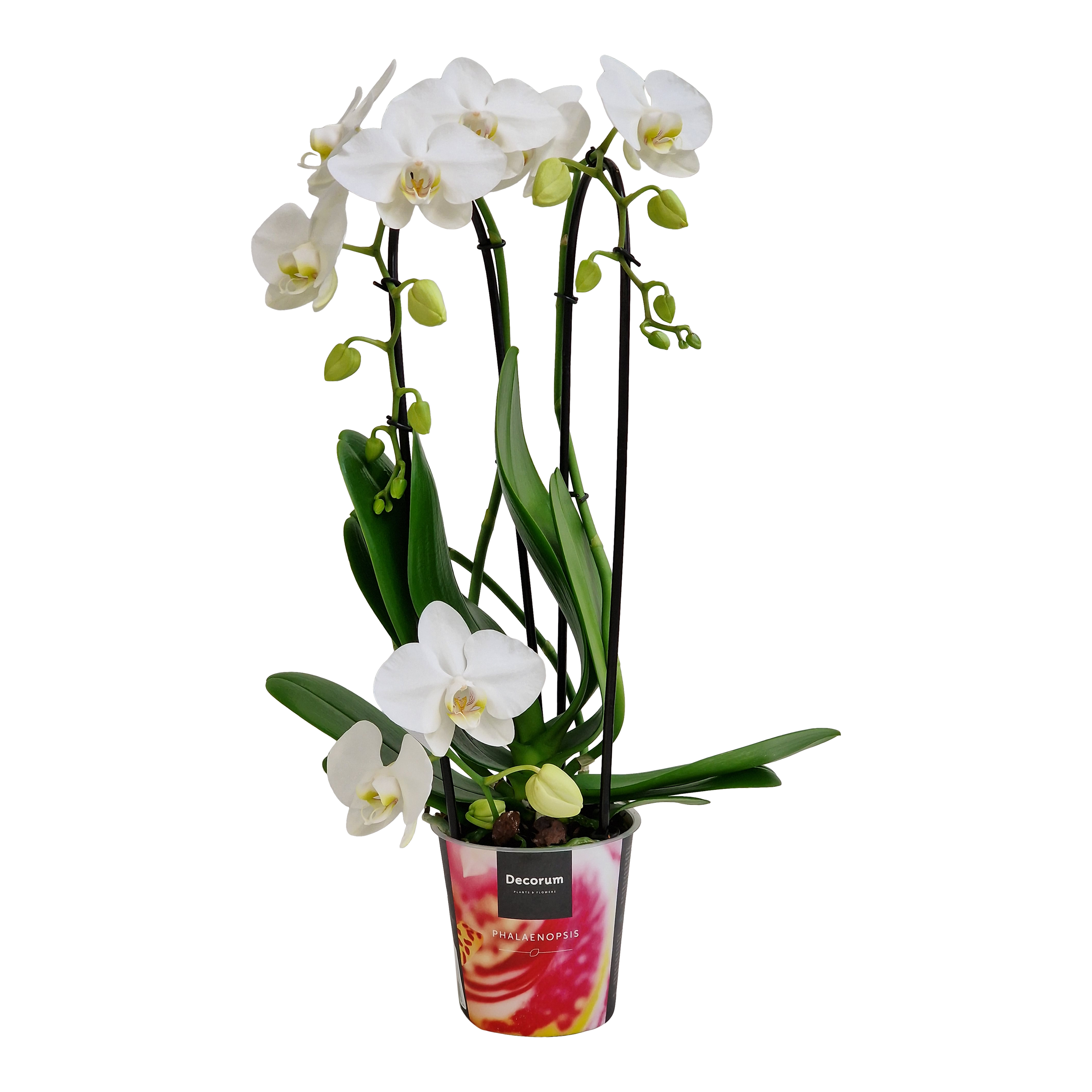 Storczyk Falenopsis Twirl 2 pędy 50 cm