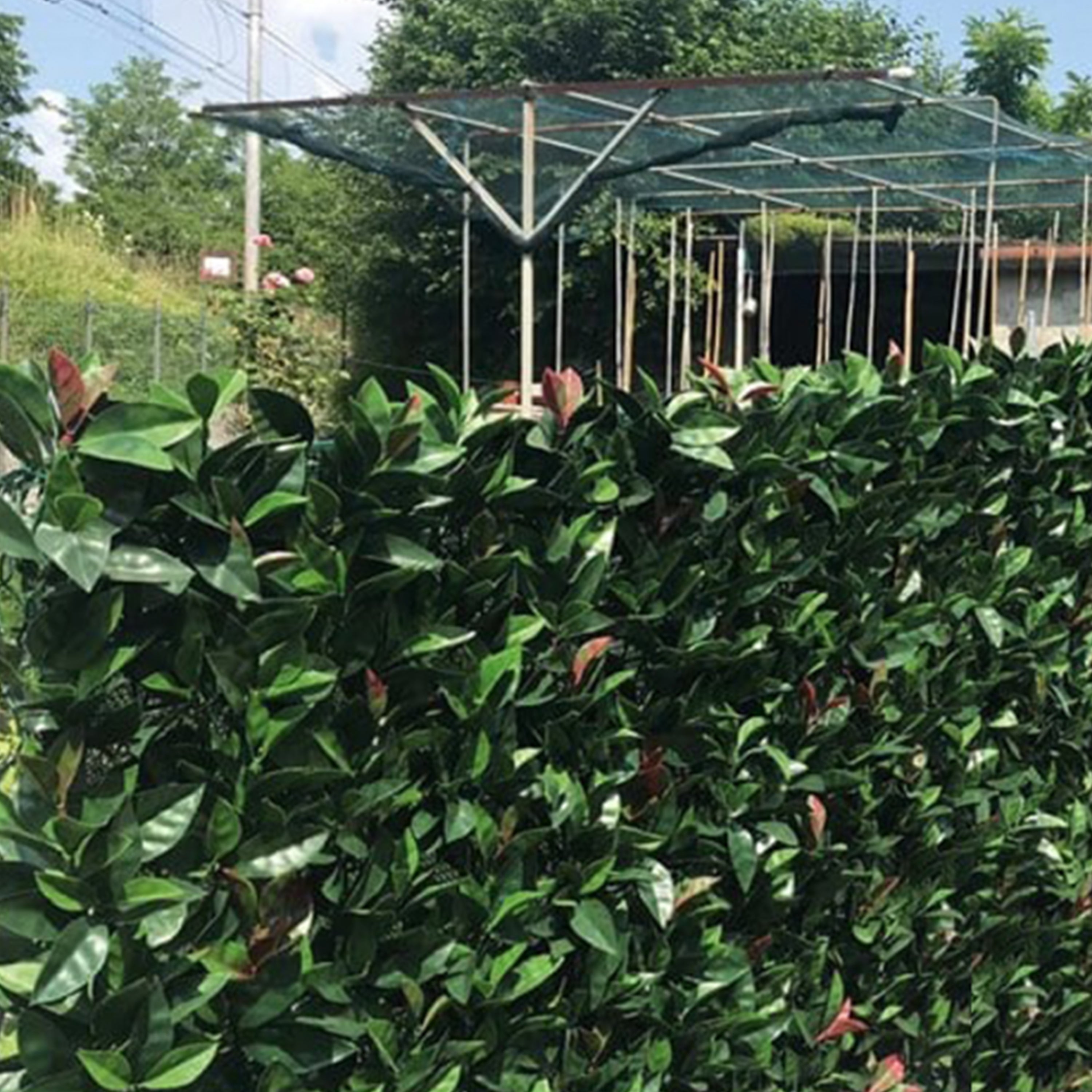 Mur végétal artificiel photinia, H.1 x L.1 m, FRANCE GREEN - 2