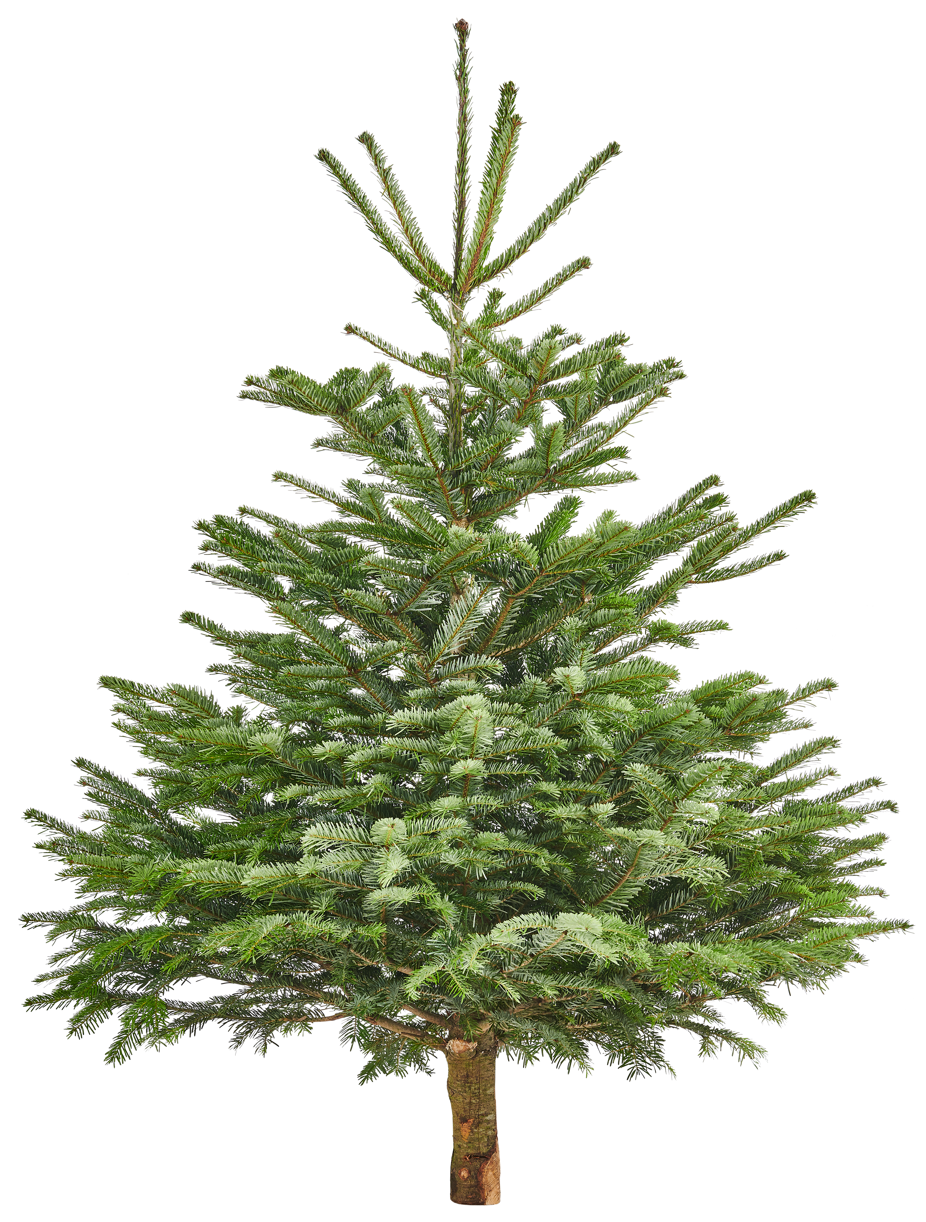Jodła kaukaska 250-300cm choinka żywa cięta premium