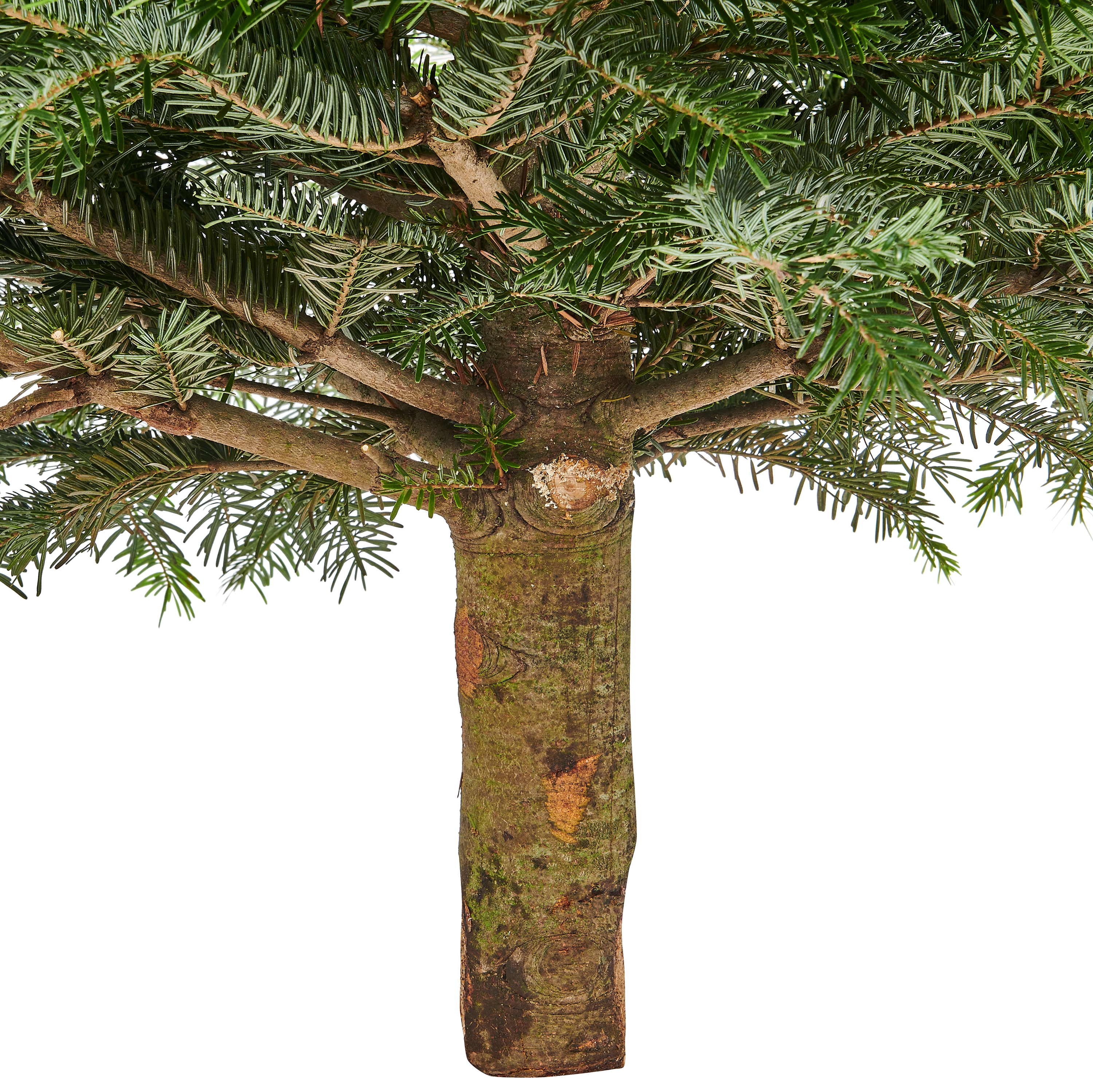 Jodła kaukaska 250-300cm choinka żywa cięta premium - 3