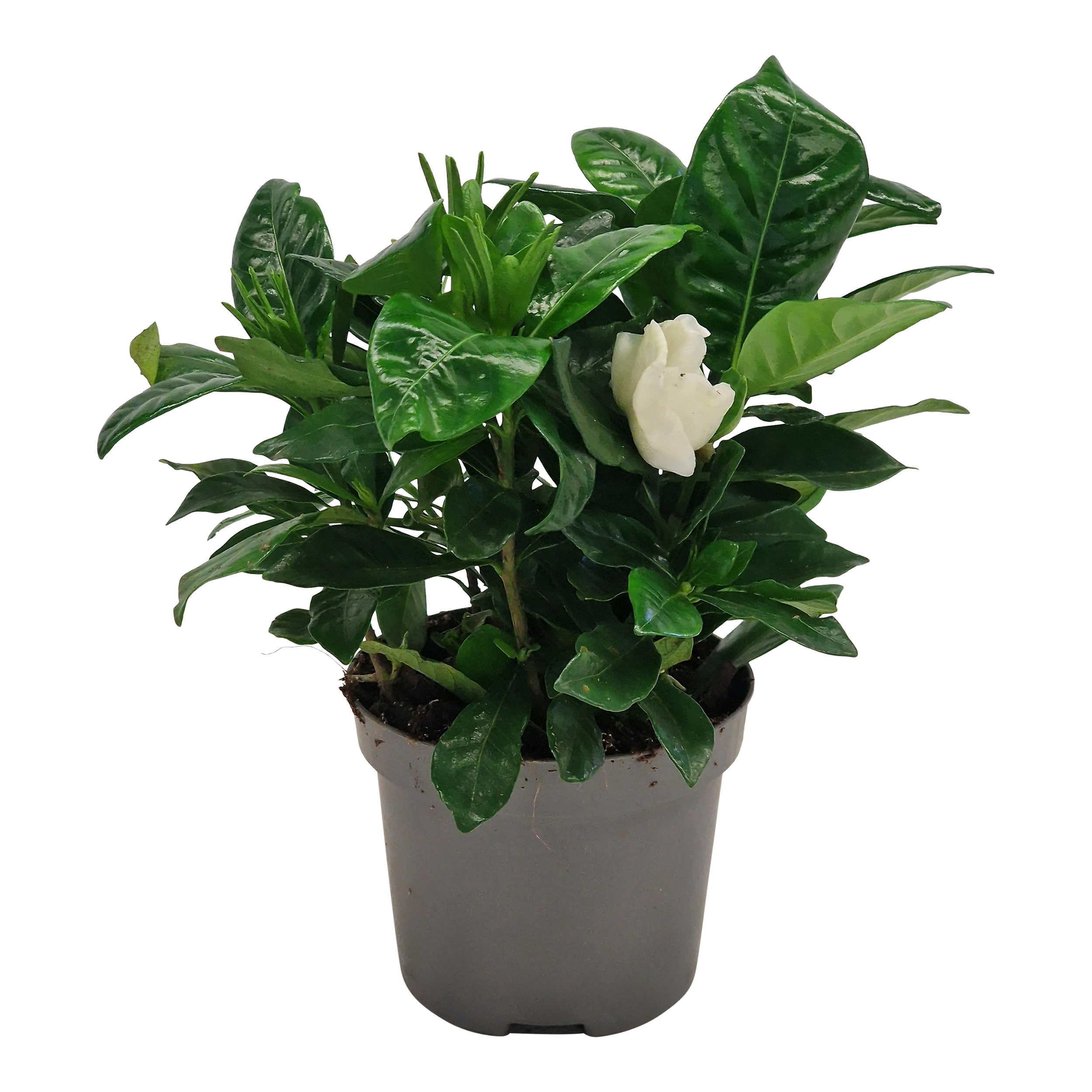 Gardenia jaśminowata Pozostałe rośliny kwitnące 15 cm