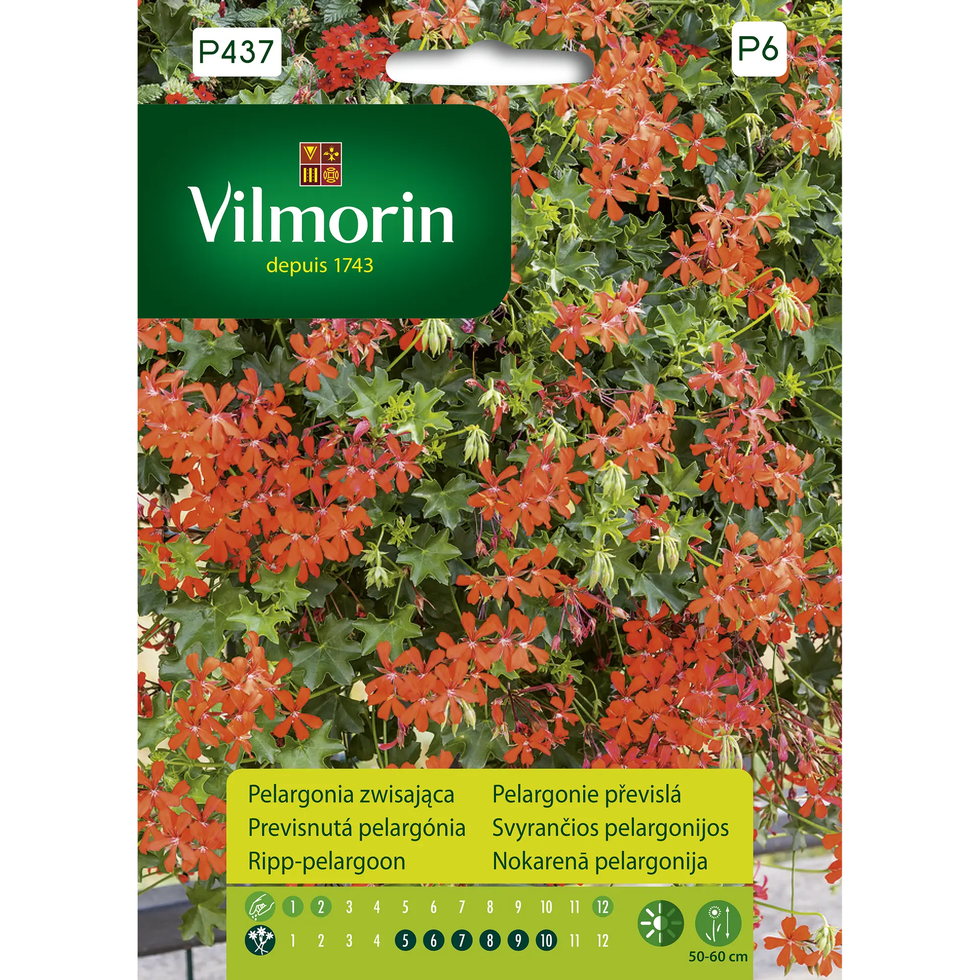 Pelargonia zwisająca czerwona nasiona Vilmorin