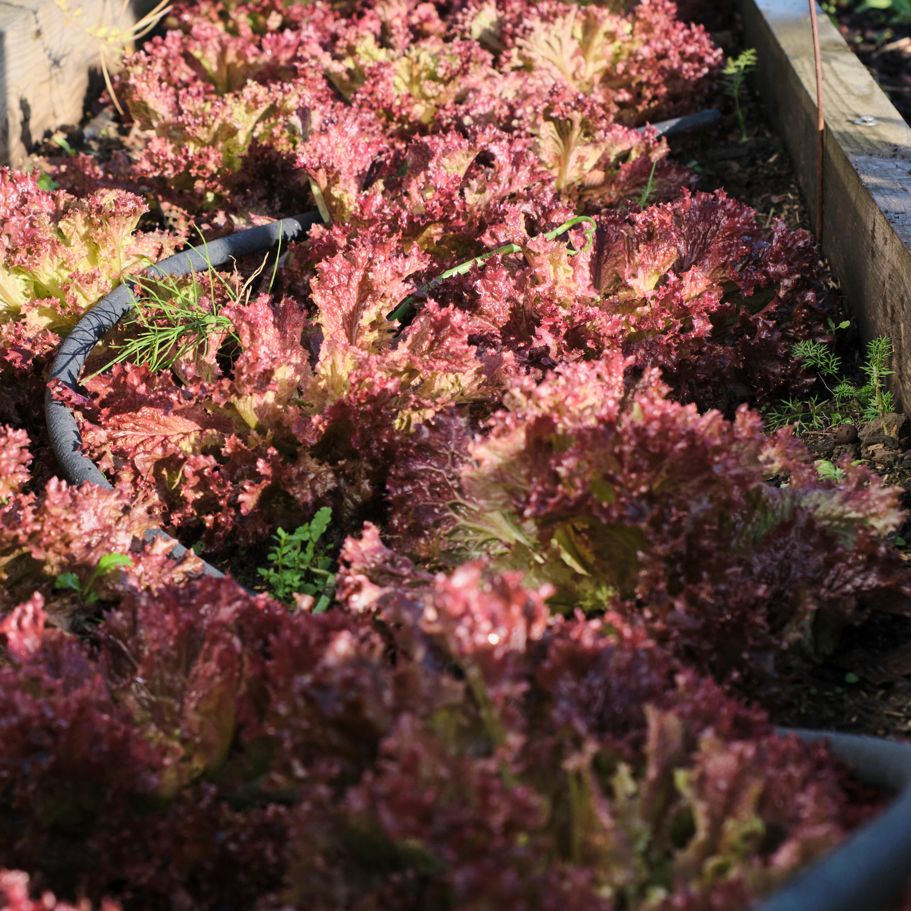 kit-tubo-poroso-L15-use-geolia - 2