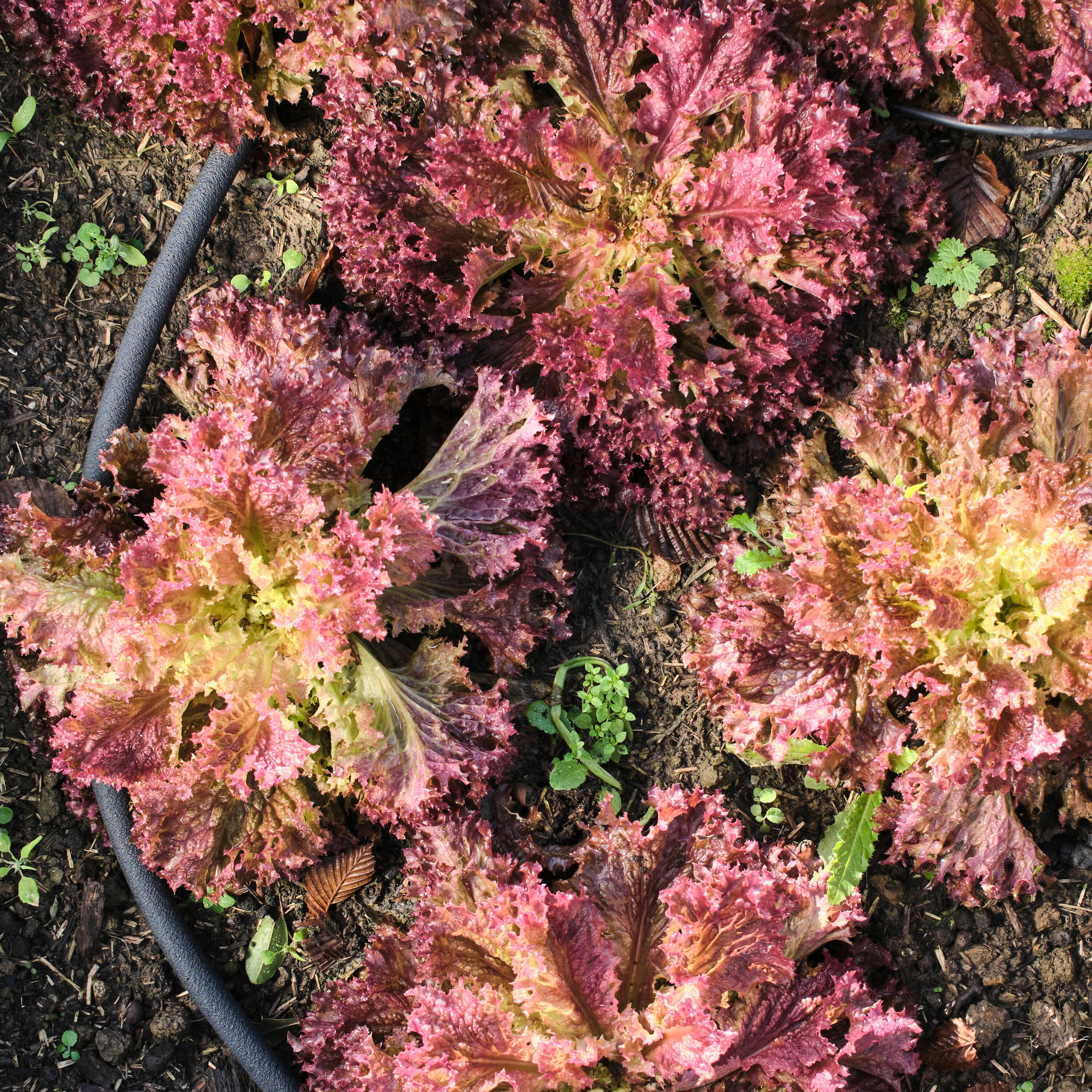 Tubo poroso GEOLIA caucho de estireno butadieno (sbr) de 25 m y 17.7 mm - 13