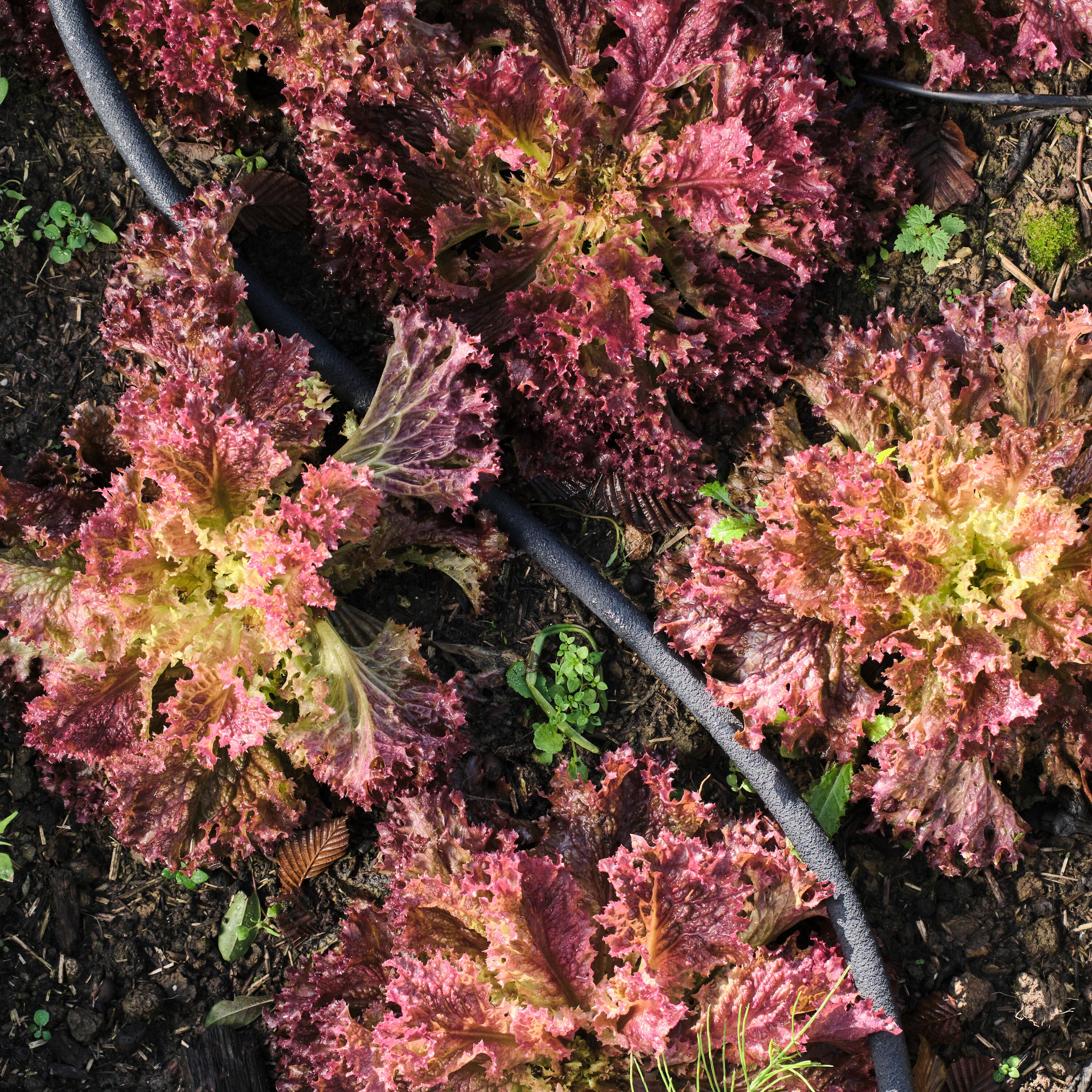 Tuyau poreux avec goutteur intégré GEOLIA X L.15 m Diam.12.3 mm - 4