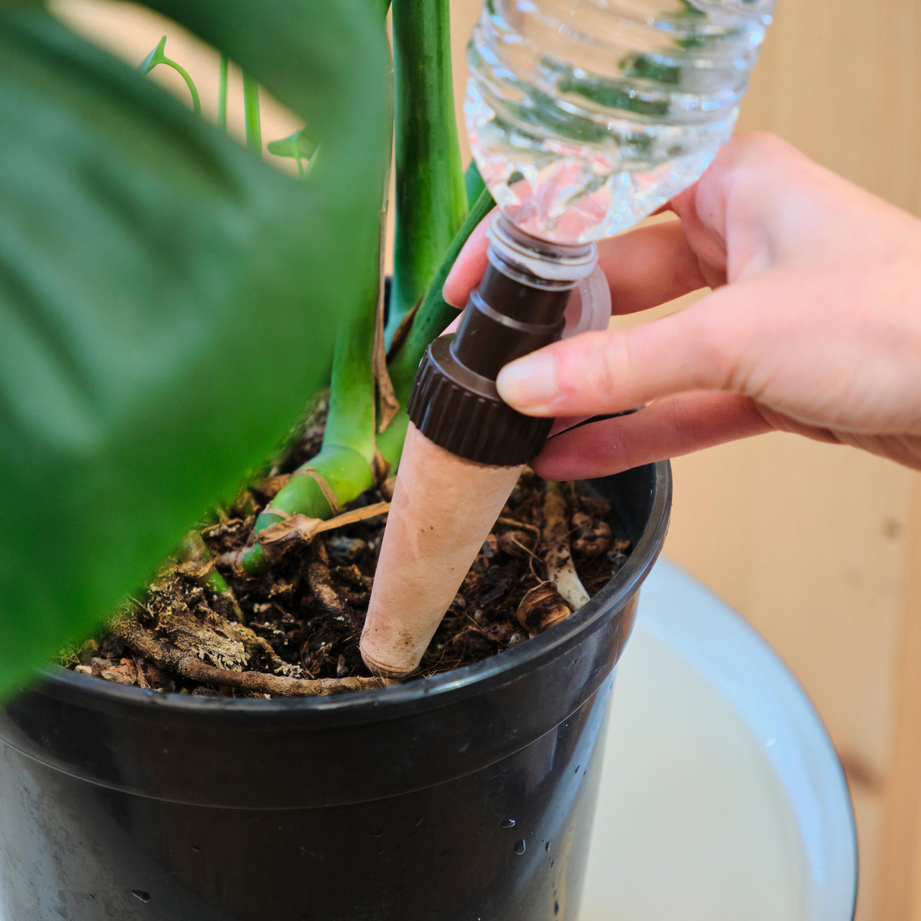 set-4-gocciolatori-bottiglia-autoirrigante-20cl-installazione-geolia - 2