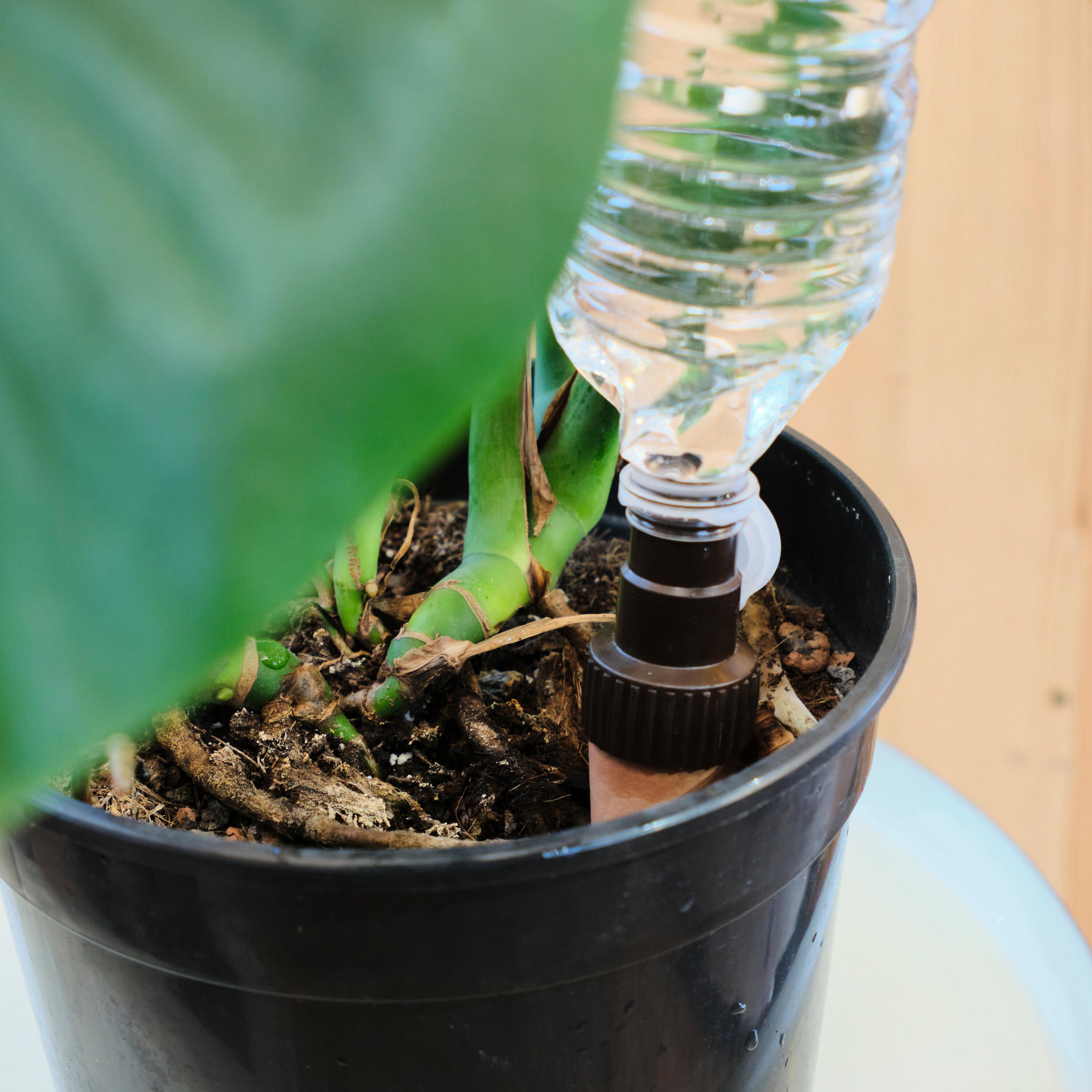 set-4-borraccia-autoirrigante-20cl-carattere-gocciolatori-sticas-de-geolia - 1