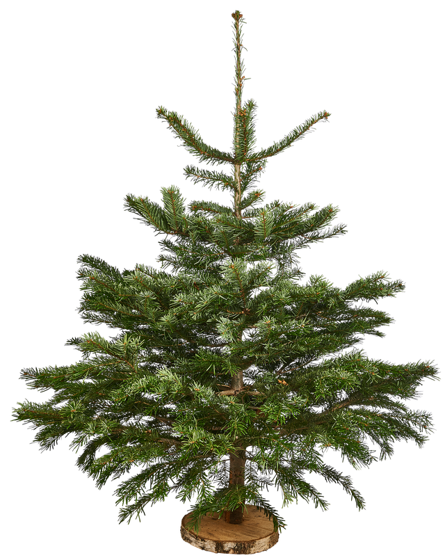Jodła kaukaska 100-150cm choinka żywa cięta plaster drewna