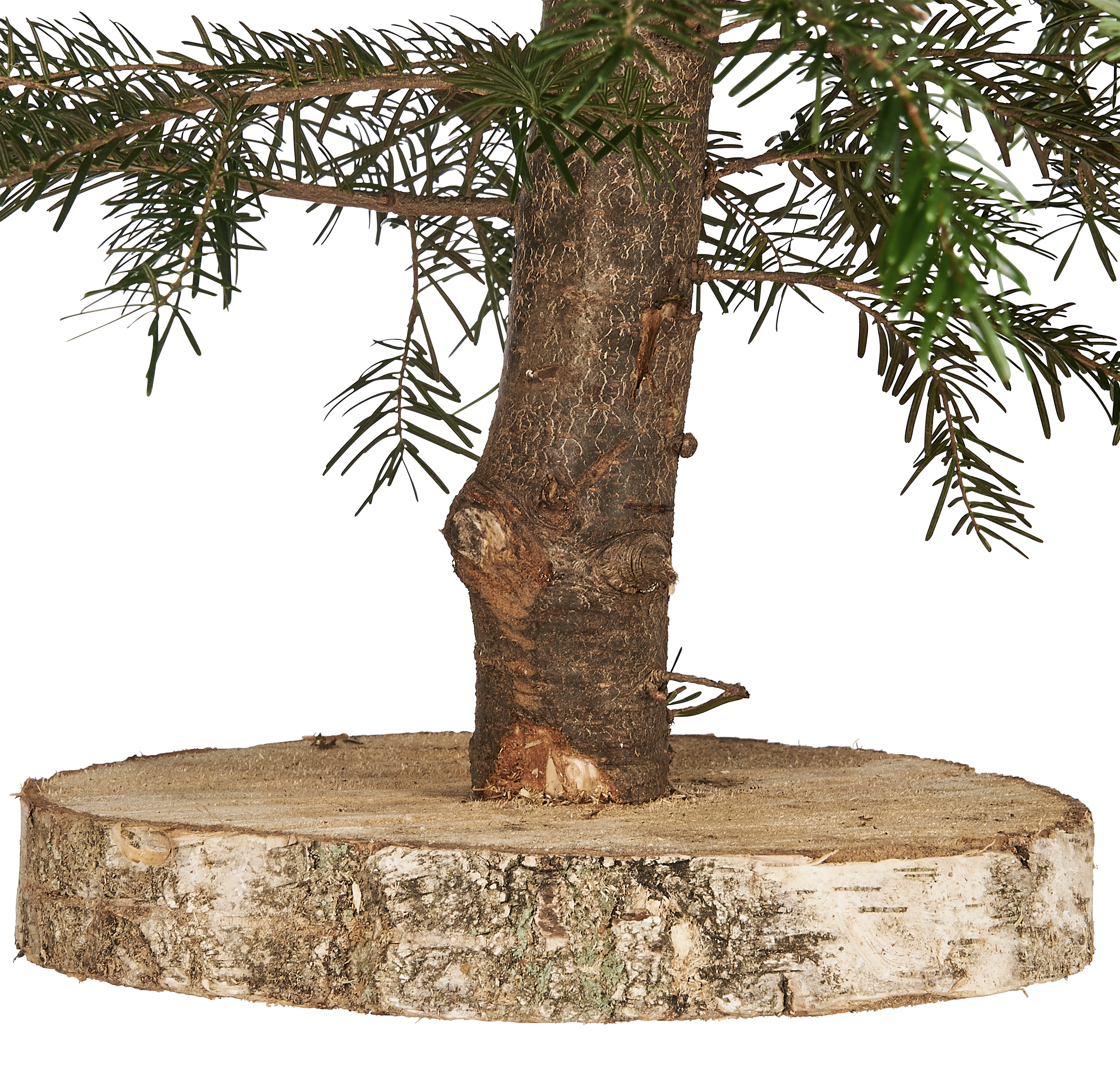 Jodła kaukaska 100-150cm choinka żywa cięta plaster drewna - 2