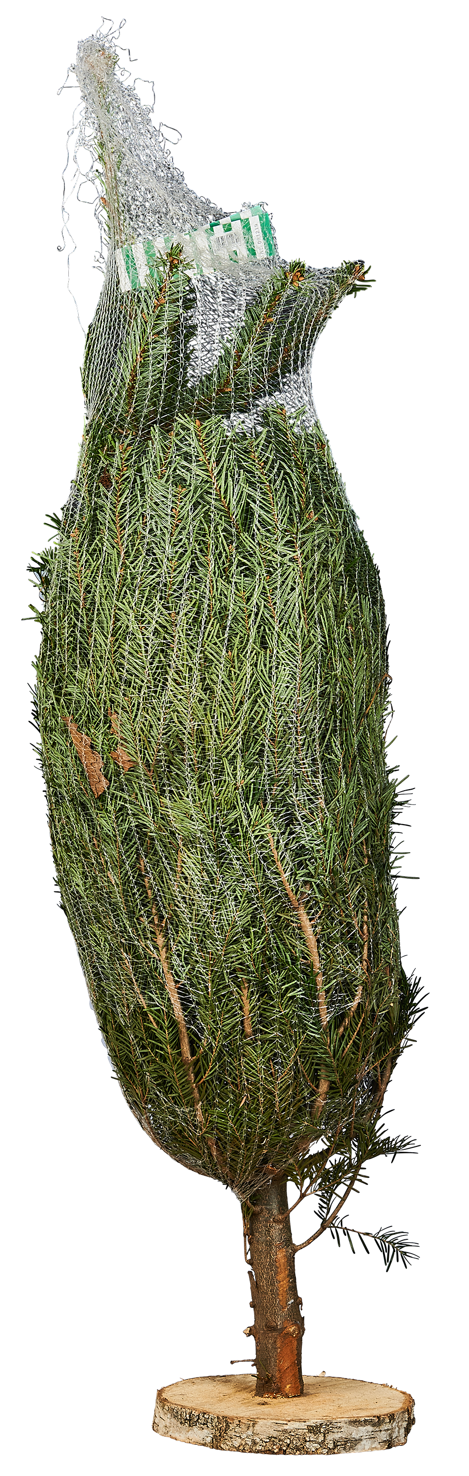 Jodła kaukaska 100-150cm choinka żywa cięta plaster drewna - 3