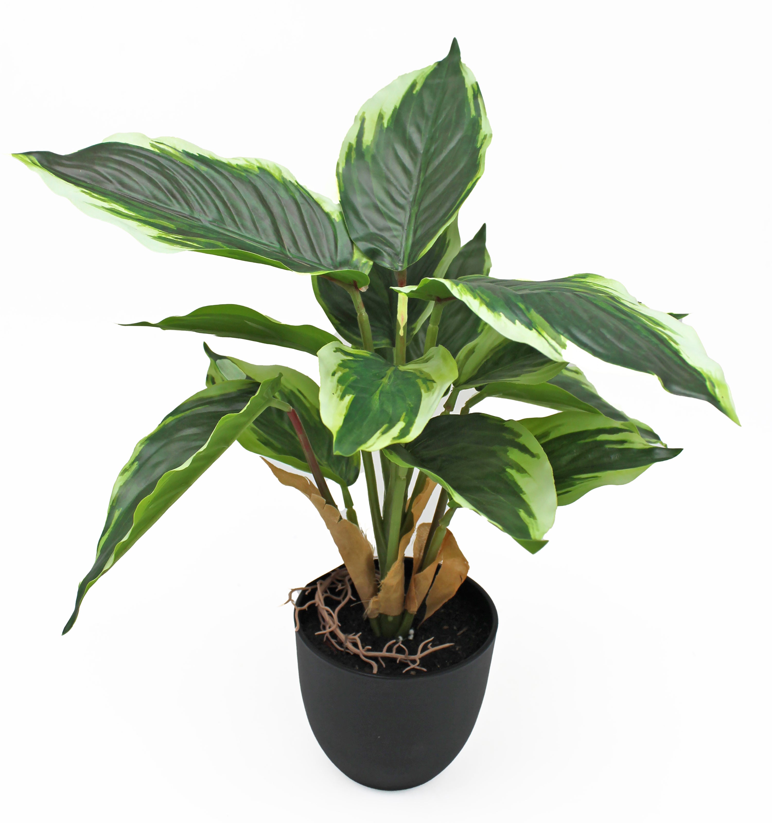 Planta artificial Dieffenbachia 36 cm (sortido) - 3