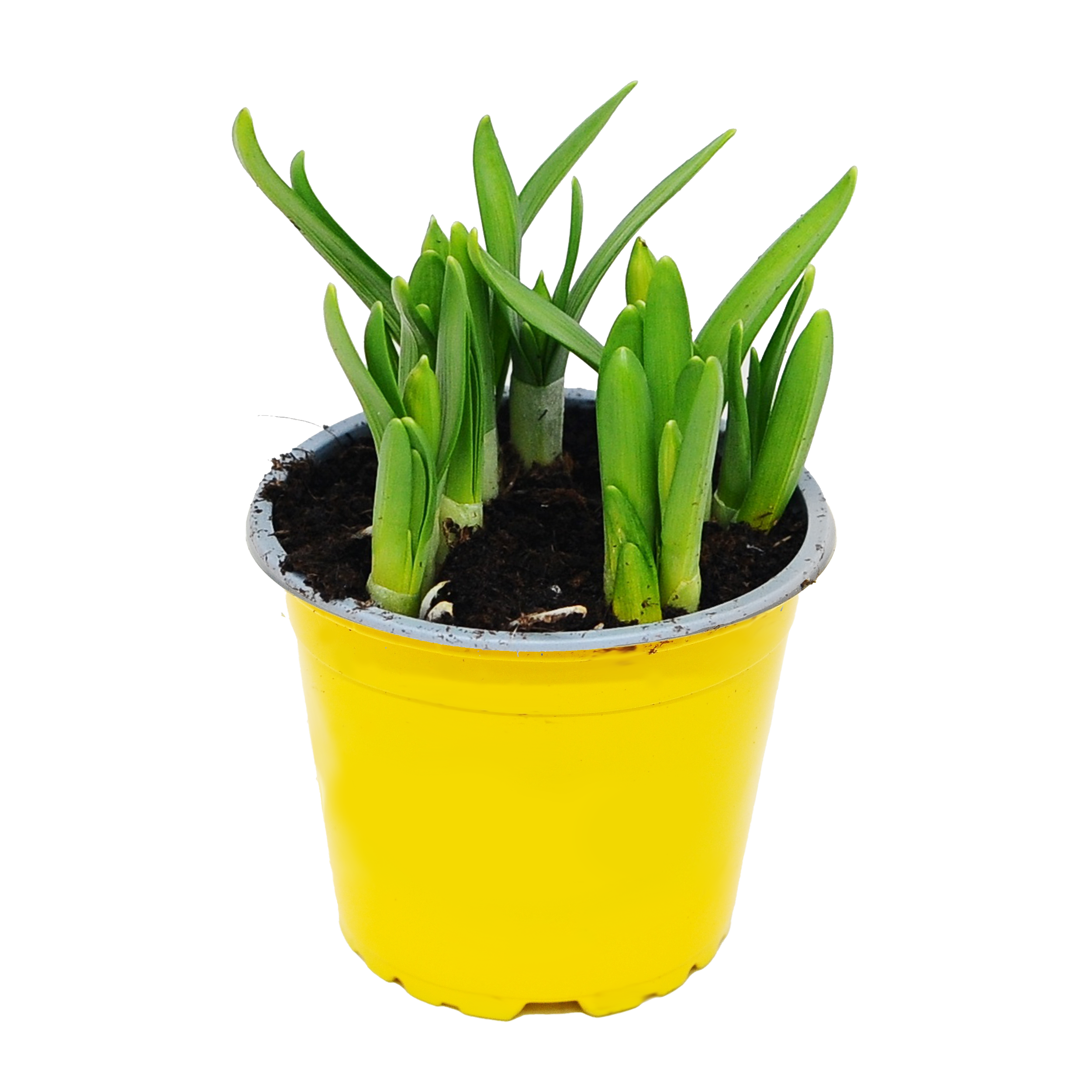 Narcyz Tete Boucle 11-13 cm