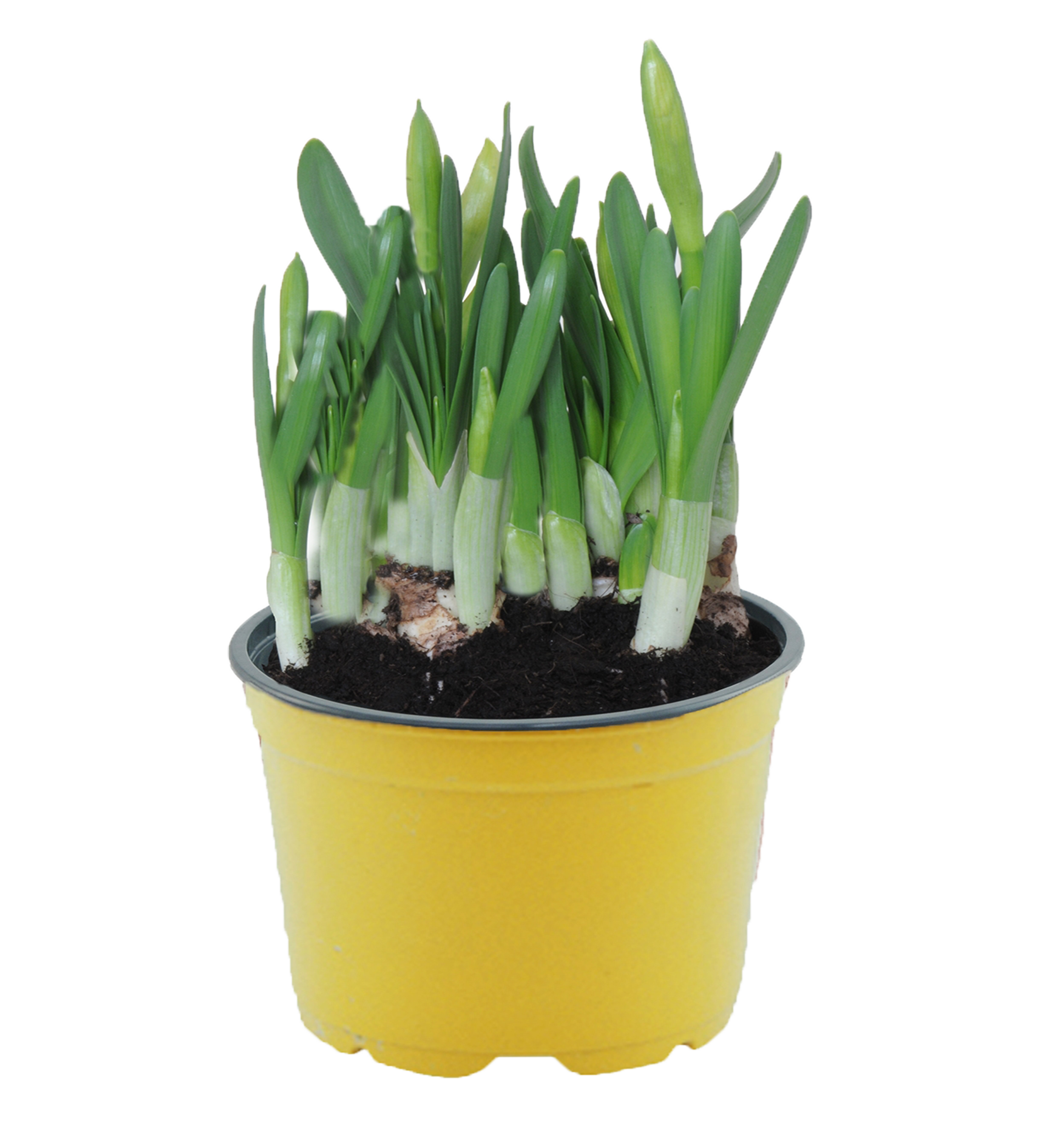 Narcyz Tete Boucle 12-14 cm