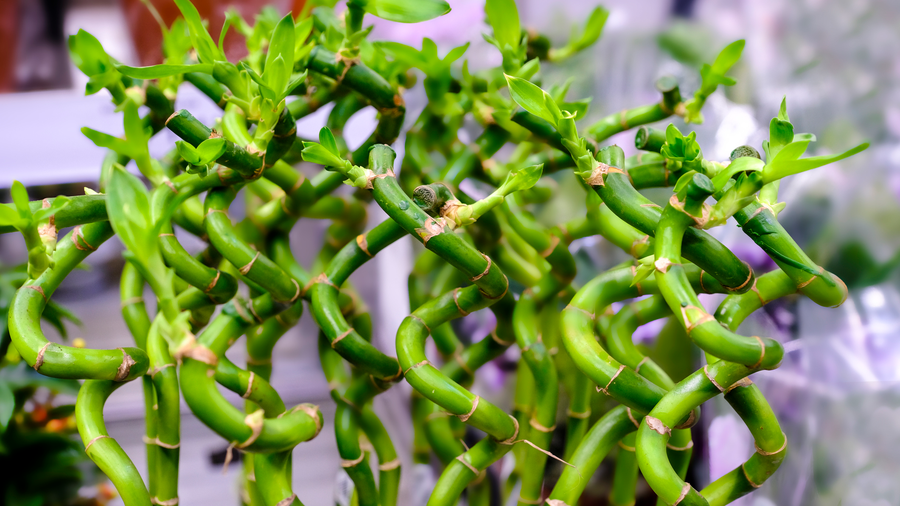 cactus net Mount Desert Island Blend™ Organic Cactus & Succulent Mix – Coast of Maine  Organic Products