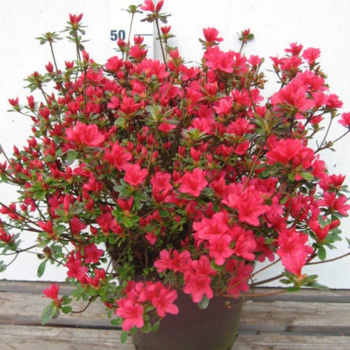 Azalea Japonica Varies C75, 7 L H.40 cm | Leroy Merlin