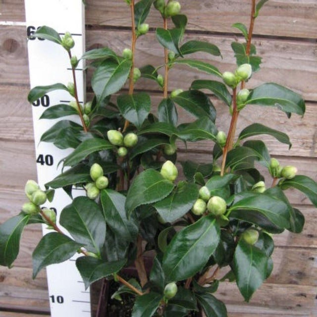 Camellia Hybride Varies C4 45, 4 L H.40 cm