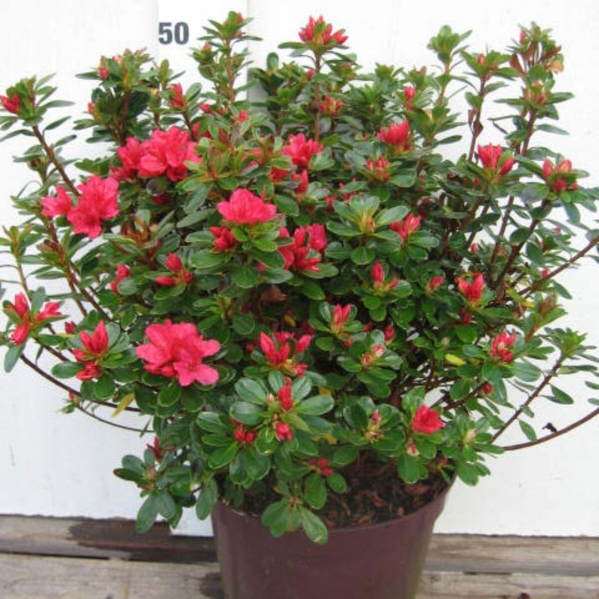 Azalea Japonica Varies C5, 5 L H.40 cm | Leroy Merlin