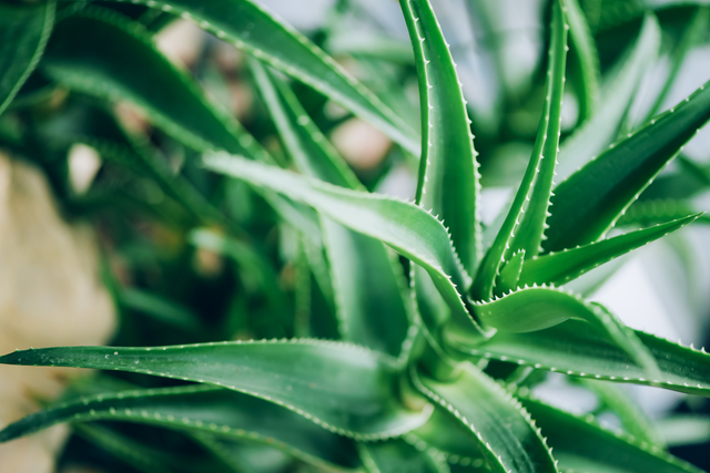 Aloes