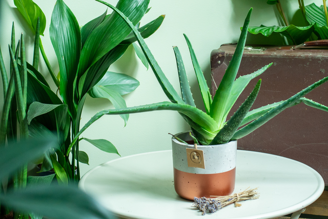 aloes w doniczce