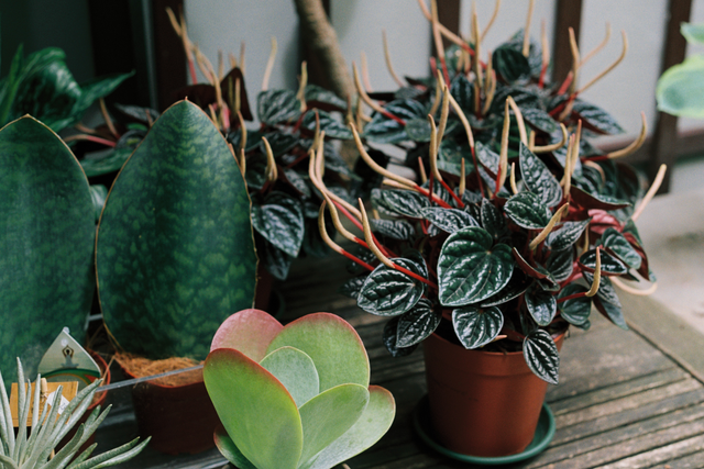 Peperomia w doniczce