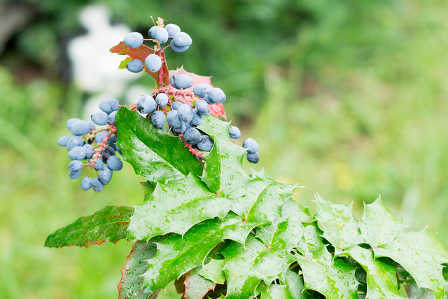 mahonia