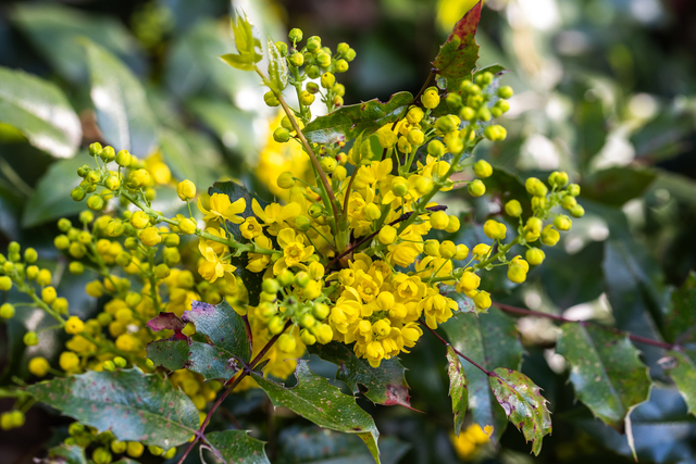 mahonia