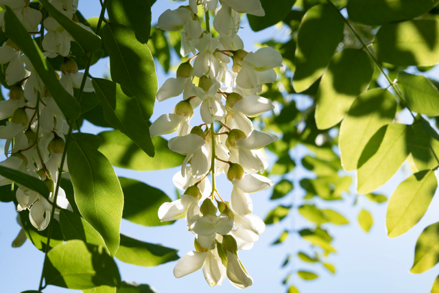 robinia akacjowa