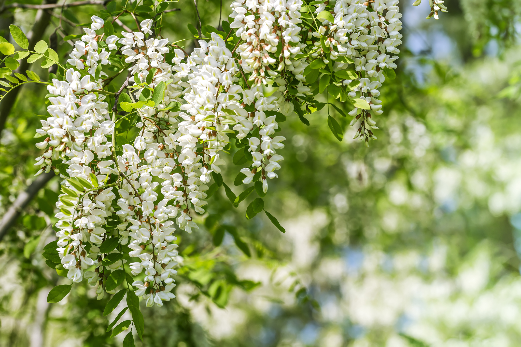 robinia akacjowa