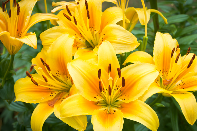 liliowce