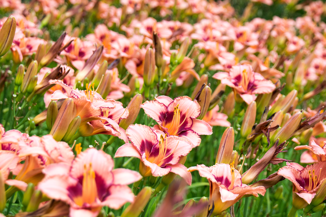 Liliowce