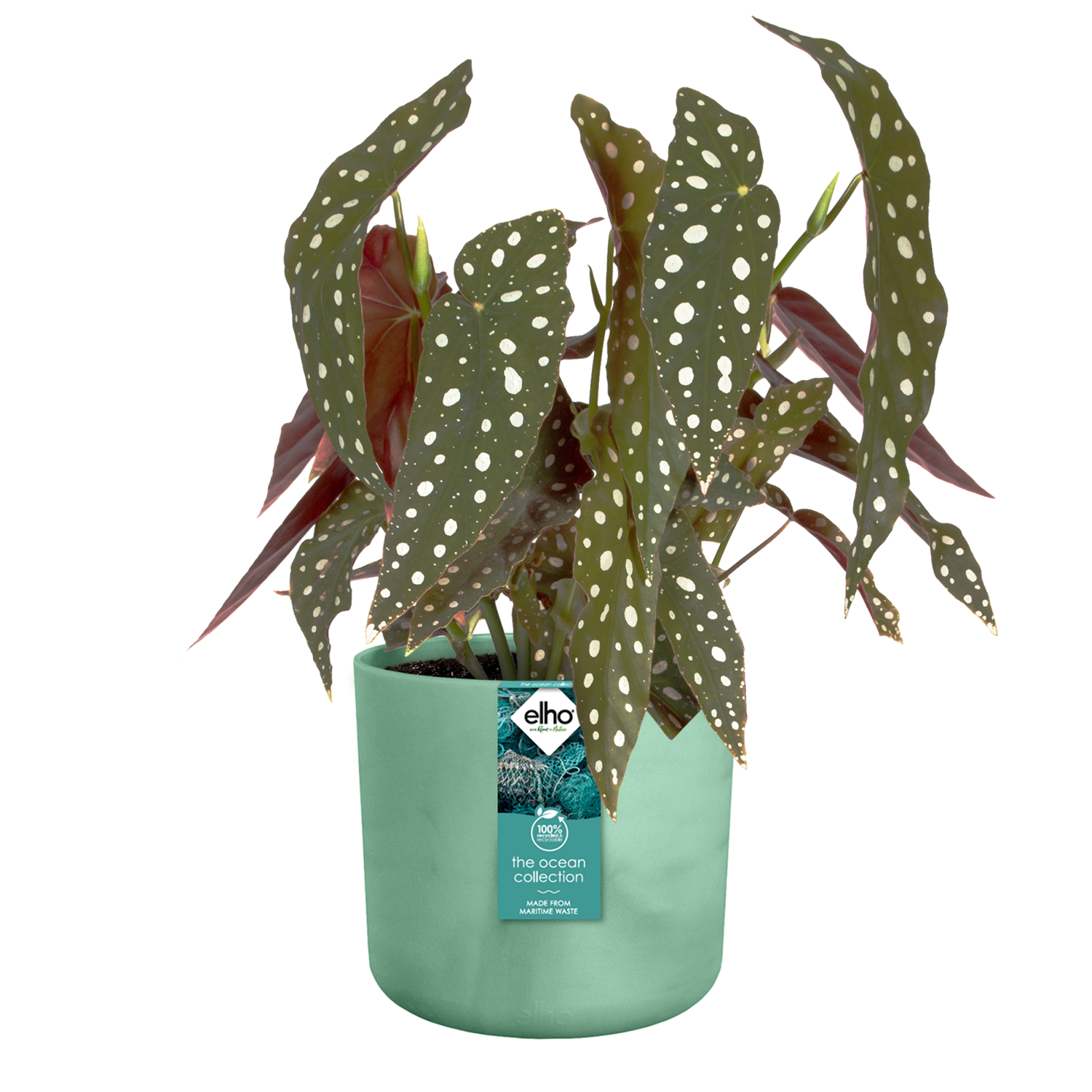 Coprivaso verde ELHO in polipropilene H 20.4 x ø 22 cm - 5
