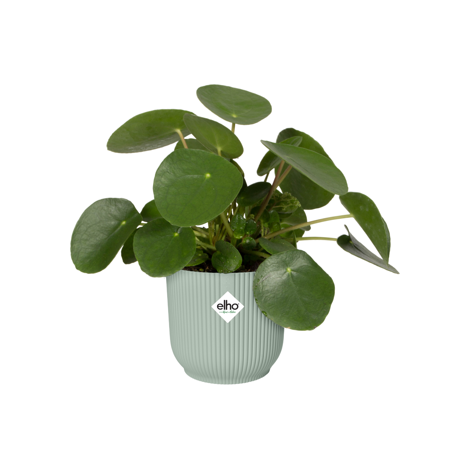 Fioriera Vibes Fold Round ELHO in polipropilene verde H 10.5 x ø 11 cm - 4