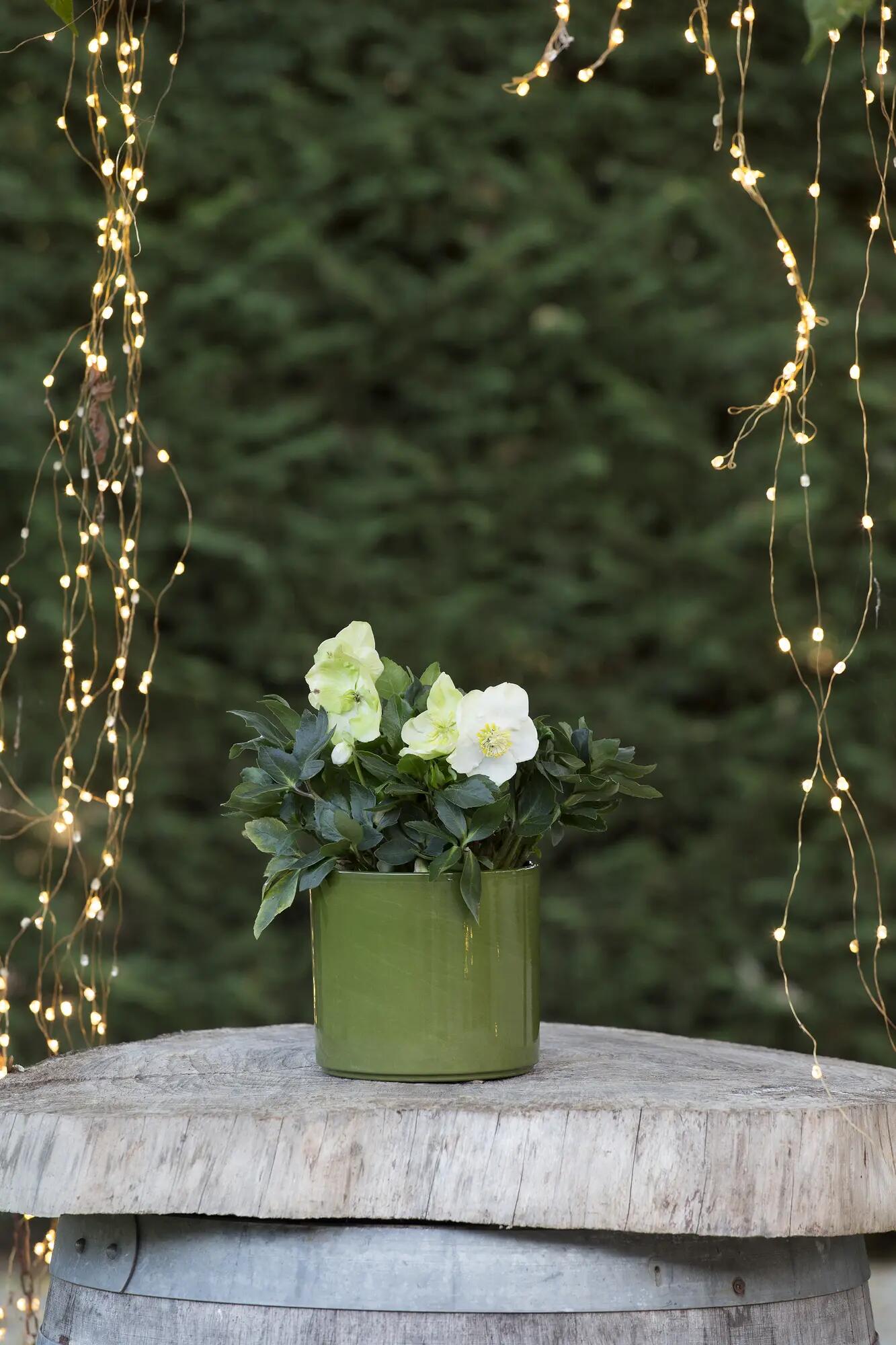 Coprivaso per piante e fiori CLIZIA in ceramica verde H 11.8 cm Ø 13.6 cm - 2