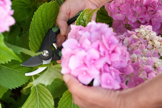 przycinanie hortensji