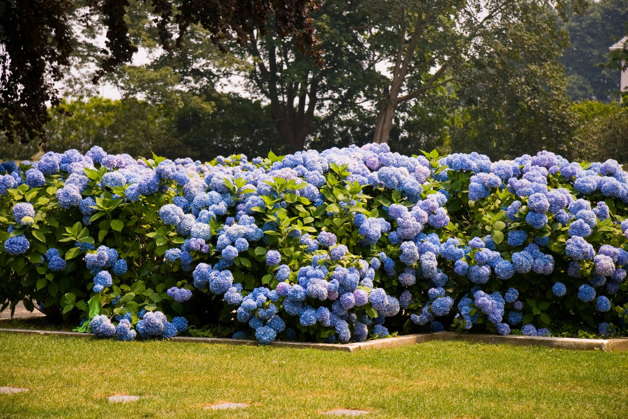 hortensje w ogrodzie